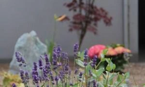 Ogród bez trawnika – Dąbrówka